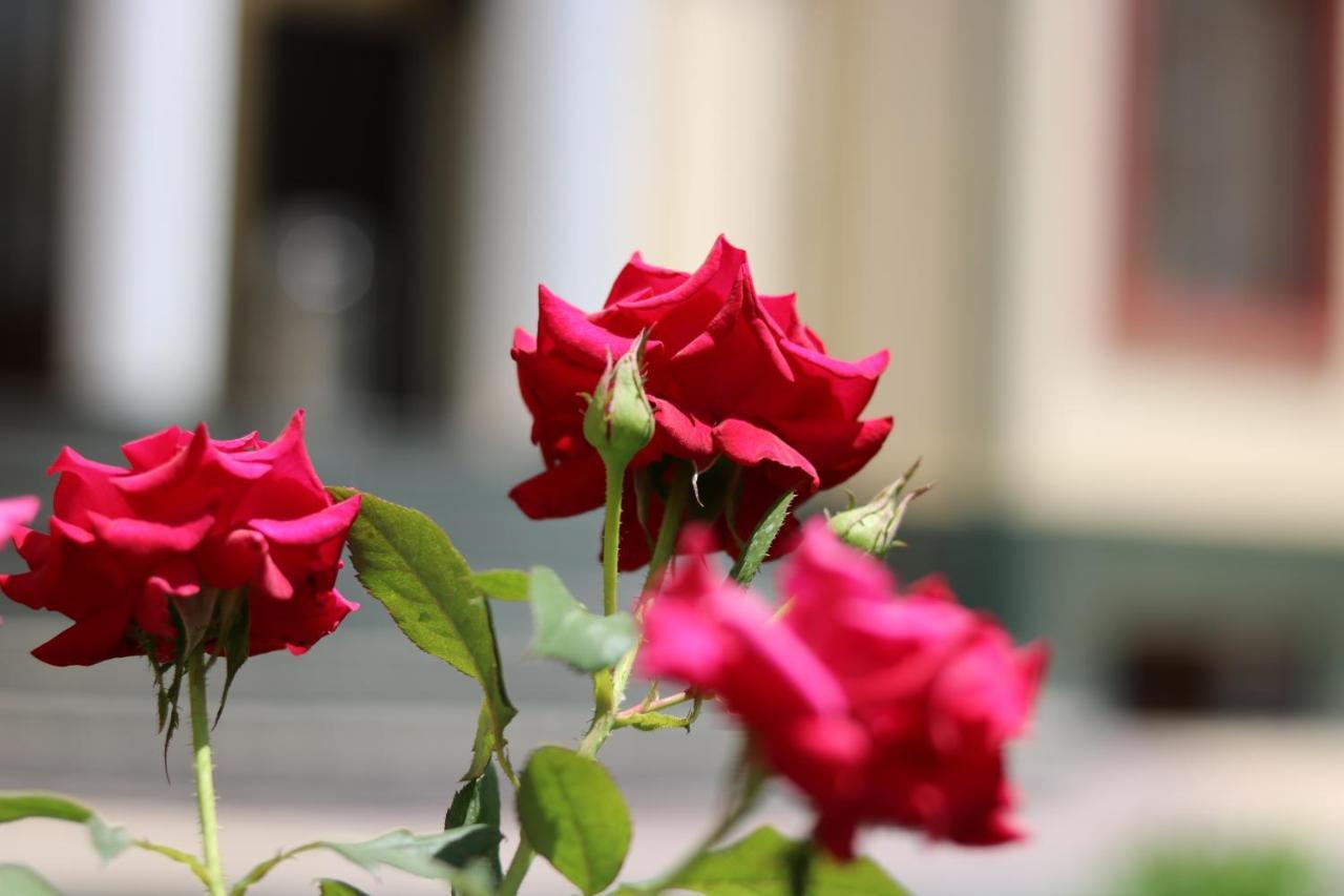 Chinor Garden Hotel - Free Airport Pick-Up And Drop-Off Tașkent Exterior foto