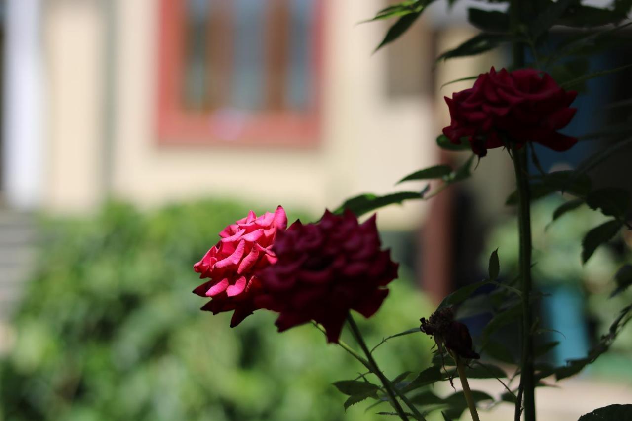 Chinor Garden Hotel - Free Airport Pick-Up And Drop-Off Tașkent Exterior foto